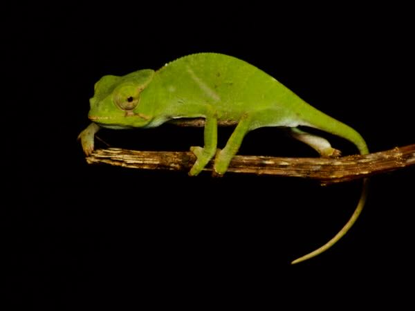 Fork-nosed Chameleon (Furcifer bifidus)