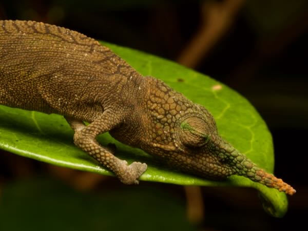 Lance-nosed Chameleon (Calumma gallus)