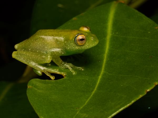 Spotted Bright-eyed Frog (Boophis albipunctatus)