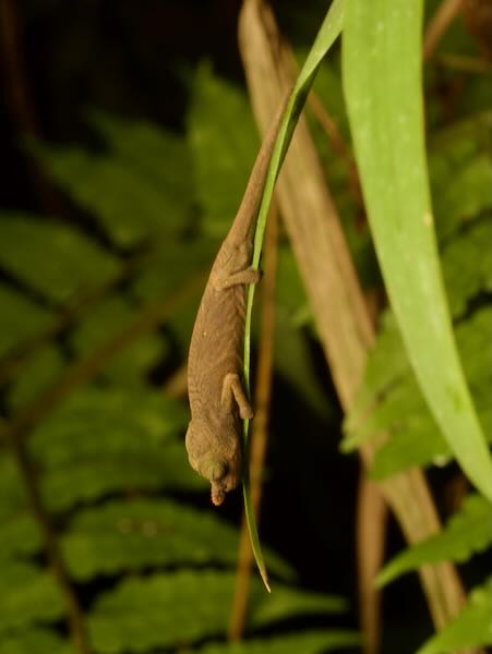 Lance-nosed Chameleon (Calumma gallus)