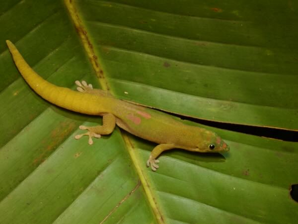 Gold Dust Day Gecko (Phelsuma laticauda laticauda)