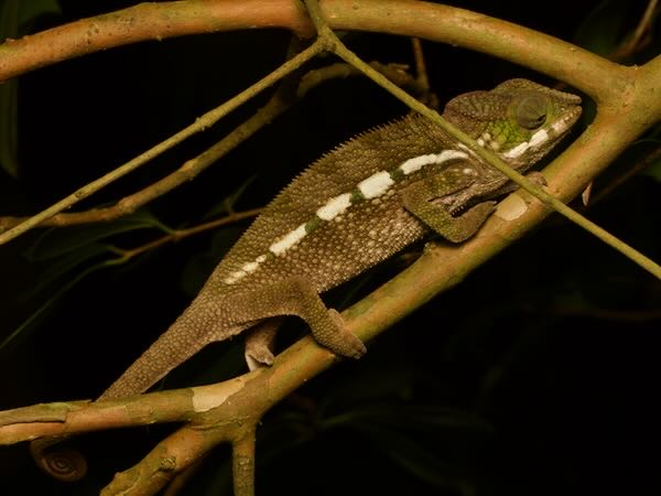 Panther Chameleon (Furcifer pardalis)