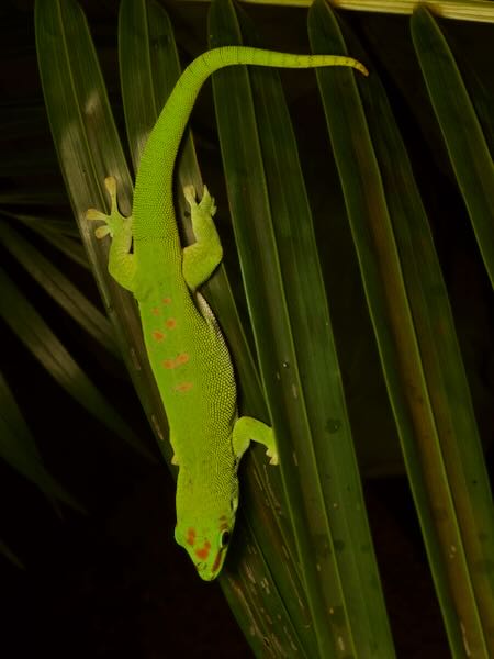 Giant Madagascar Day Gecko (Phelsuma grandis)