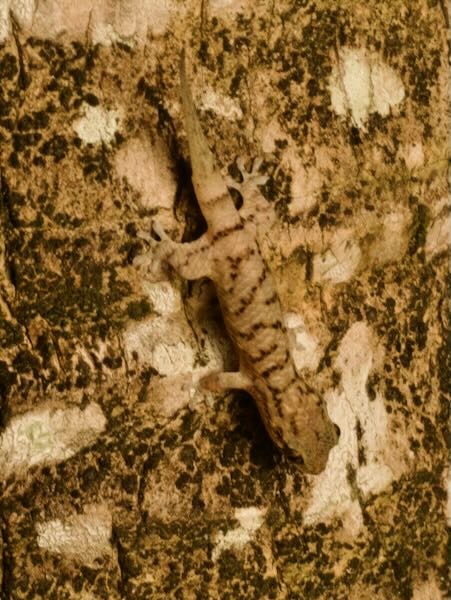 Golden Fish-scaled Gecko (Geckolepis maculata)