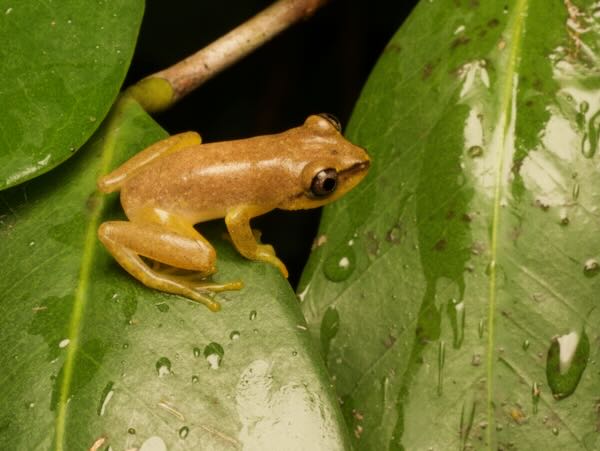 Blue-back Reed Frog (Heterixalus madagascariensis)