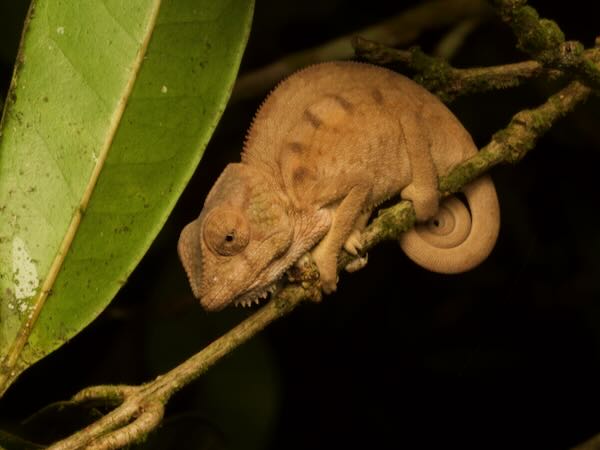 Panther Chameleon (Furcifer pardalis)