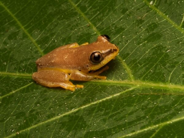 Blue-back Reed Frog (Heterixalus madagascariensis)