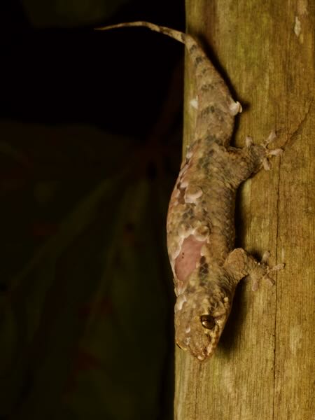 Golden Fish-scaled Gecko (Geckolepis maculata)