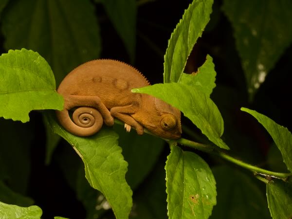 Panther Chameleon (Furcifer pardalis)