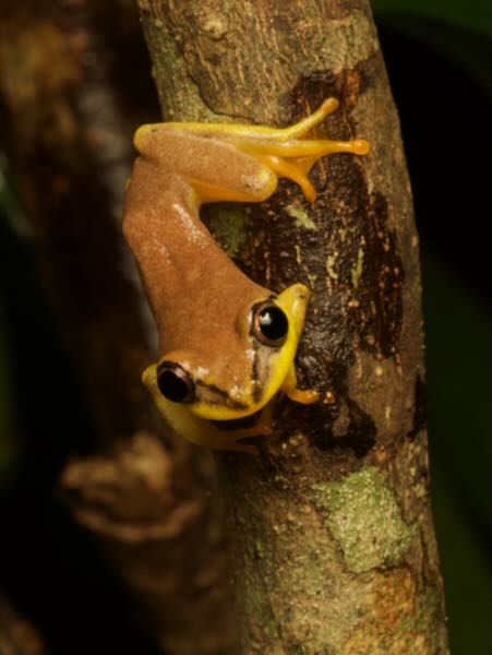 Blue-back Reed Frog (Heterixalus madagascariensis)