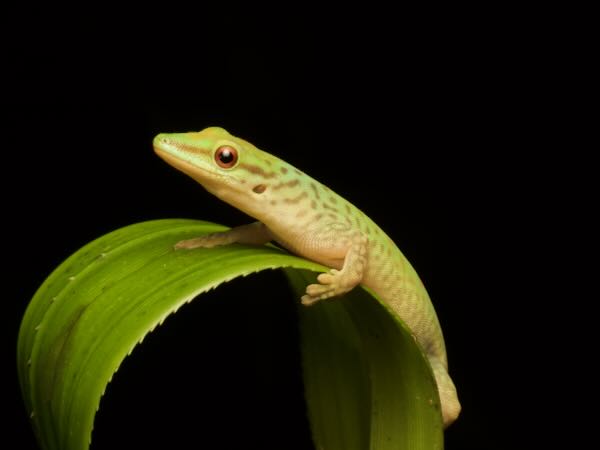 Speckled Day Gecko (Phelsuma guttata)