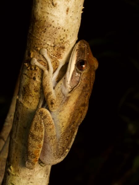 Eastern Bright-eyed Frog (Boophis opisthodon)