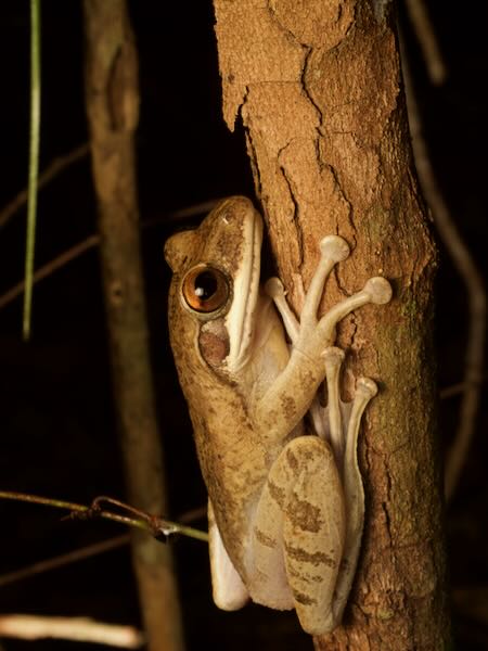 Eastern Bright-eyed Frog (Boophis opisthodon)