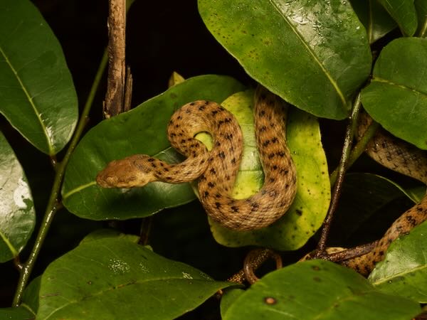 Malagasy Cat-eyed Snake (Madagascarophis colubrinus)