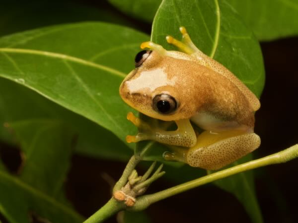 Blue-back Reed Frog (Heterixalus madagascariensis)