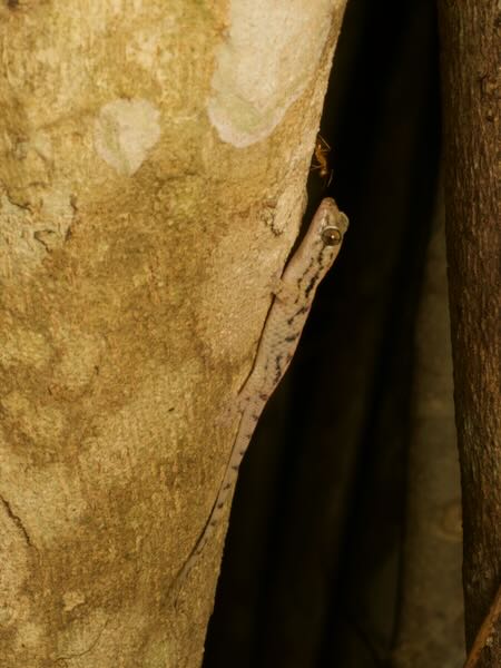 Golden Fish-scaled Gecko (Geckolepis maculata)