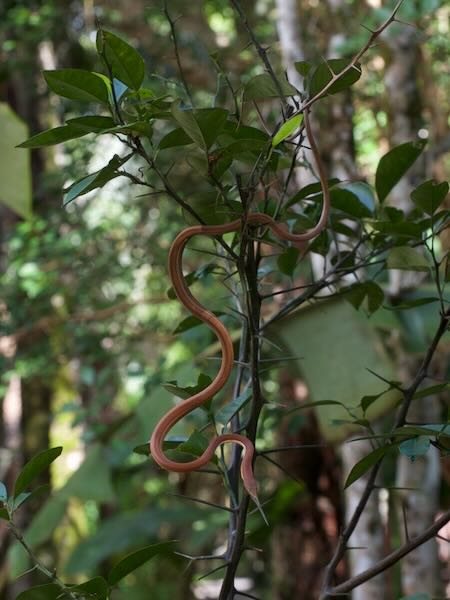 Malagasy Leaf-nosed Snake (Langaha madagascariensis)