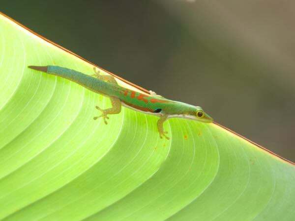 Lesser Madagascar Day Gecko (Phelsuma parva)