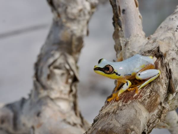 Blue-back Reed Frog (Heterixalus madagascariensis)