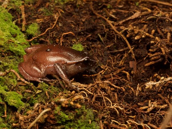 Mahanoro Digging Frog (Plethodontohyla notosticta)