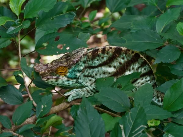 Parson’s Chameleon (Calumma parsonii parsonii)