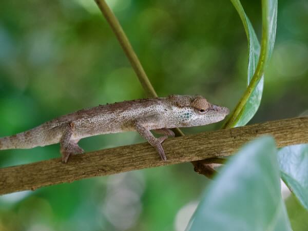 Vohibola Forest Chameleon (Calumma vohibola)