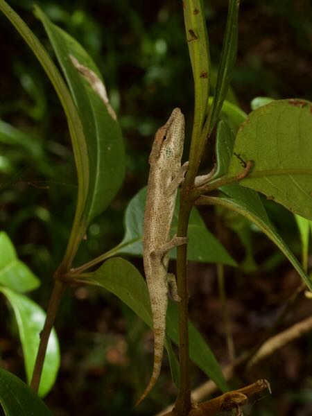 Vohibola Forest Chameleon (Calumma vohibola)