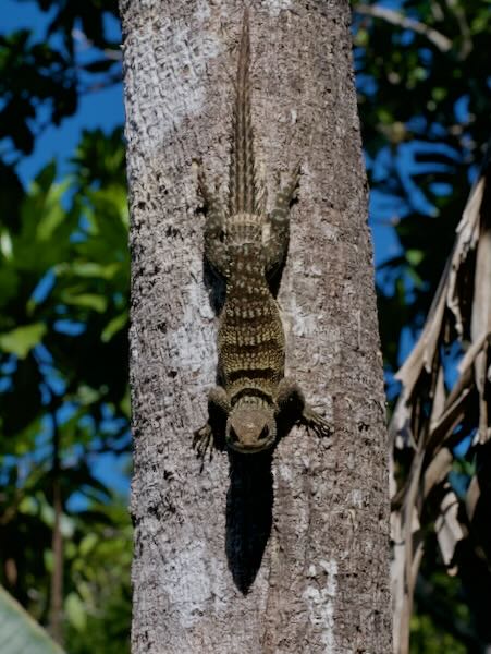 Madagascar Spiny-tailed Iguana (Oplurus cuvieri)