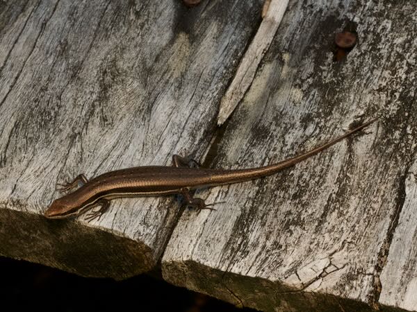 Gravenhorst’s Mabuya (Trachylepis gravenhorstii)