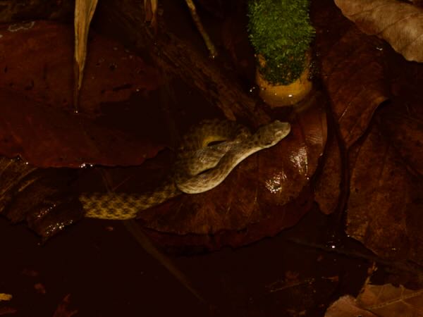 Malagasy Cat-eyed Snake (Madagascarophis colubrinus)