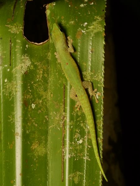 Speckled Day Gecko (Phelsuma guttata)