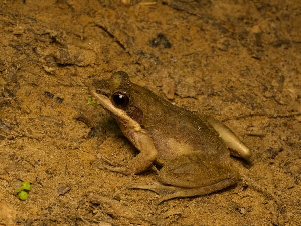 unidentified species (Mantidactylus "femoralis")