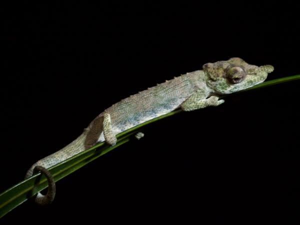 Andasibe Nosed Chameleon (Calumma nasutum)