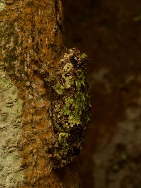 Marbled Rain Frog (Scaphiophryne marmorata)