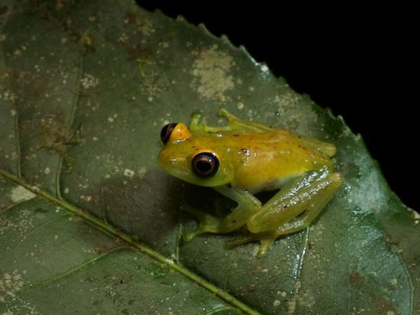 Green Bright-eyed Frog (Boophis viridis)