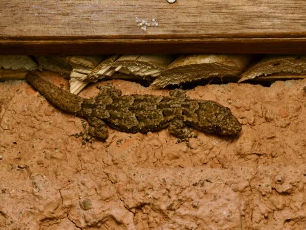 Farquhar Half-toed Gecko (Hemidactylus mercatorius)