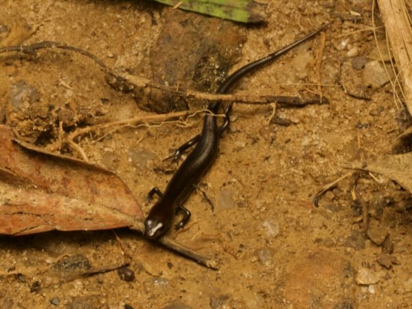 Common Madagascar Skink (Madascincus melanopleura)