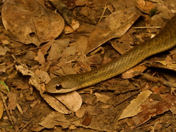 Forest Water Snake (Thamnosophis infrasignatus)