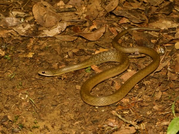 Forest Water Snake (Thamnosophis infrasignatus)