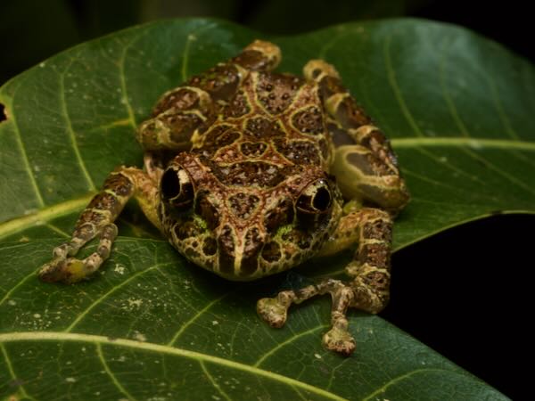 Peracca’s Madagascar Frog (Spinomantis peraccae)
