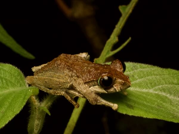 Reticulate Bright-eyed Frog (Boophis reticulatus)