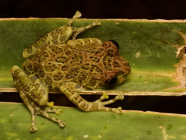 Peracca’s Madagascar Frog (Spinomantis peraccae)