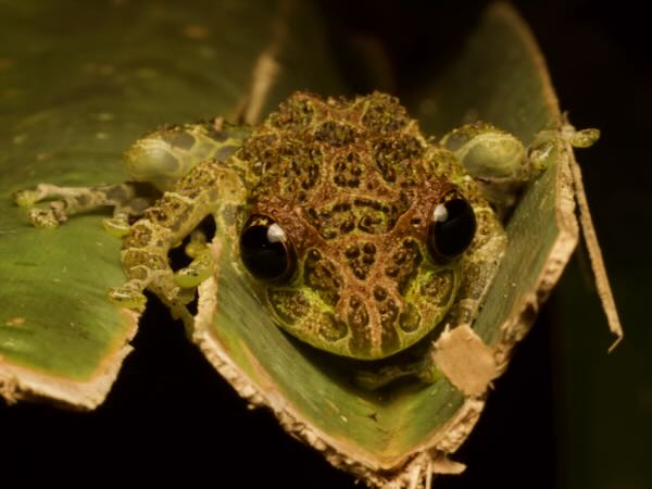 Peracca’s Madagascar Frog (Spinomantis peraccae)