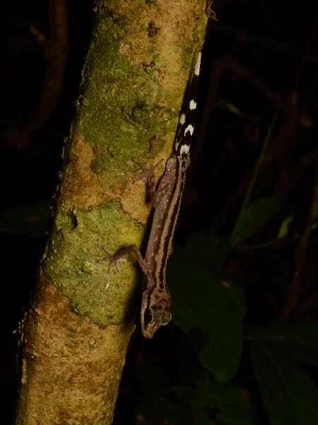 Graceful Madagascar Ground Gecko (Paroedura gracilis)