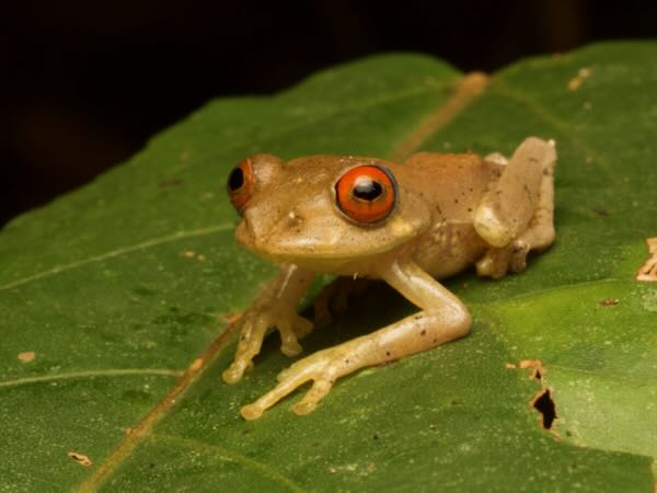 Böhme’s Bright-eyed Frog (Boophis boehmei)