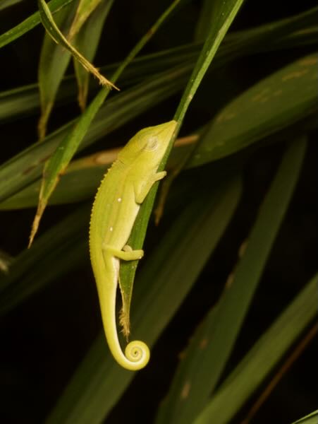 Perinet Chameleon (Calumma gastrotaenia)