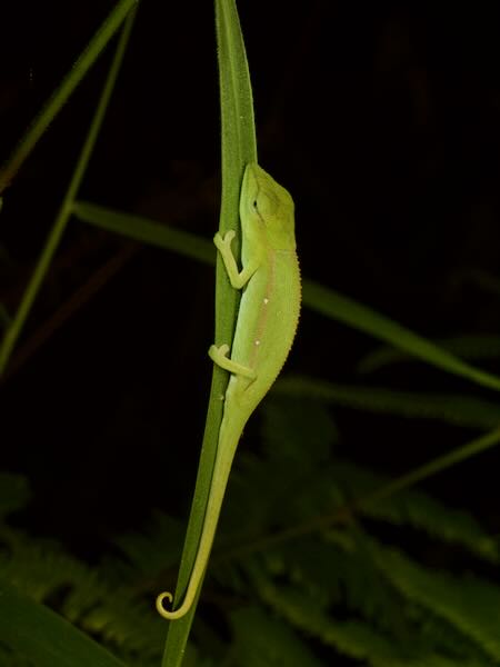 Perinet Chameleon (Calumma gastrotaenia)