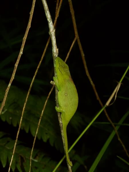 Perinet Chameleon (Calumma gastrotaenia)