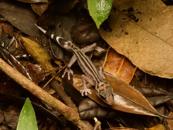 Graceful Madagascar Ground Gecko (Paroedura gracilis)