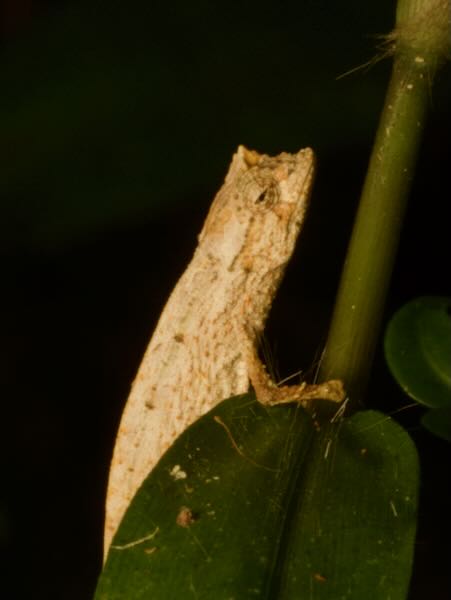 Ramanantsoa’s Leaf Chameleon (Brookesia ramanantsoai)